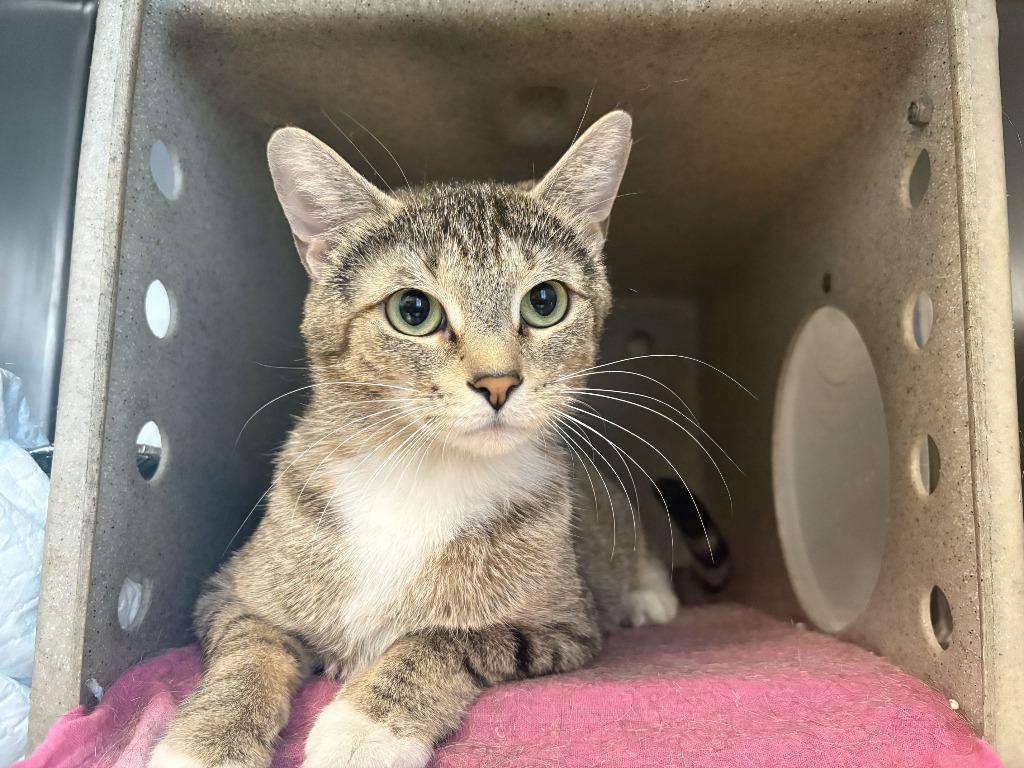 Grace, Adoptable, Young Female Tabby.