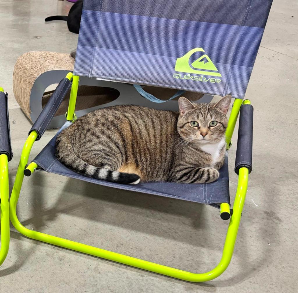 Enlarge Grace, a Adoptable Tabby in Powell, OH image 2/4