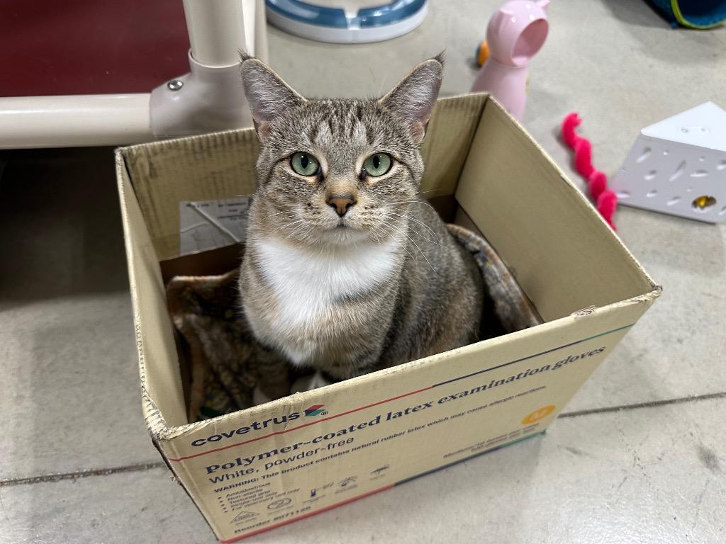 Enlarge Grace, a Adoptable Tabby in Powell, OH image 3/4