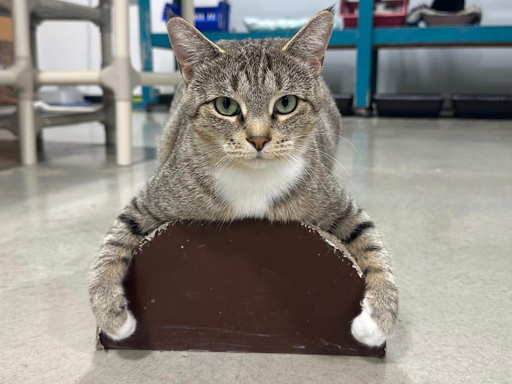 Enlarge Grace, a Adoptable Tabby in Powell, OH image 4/4