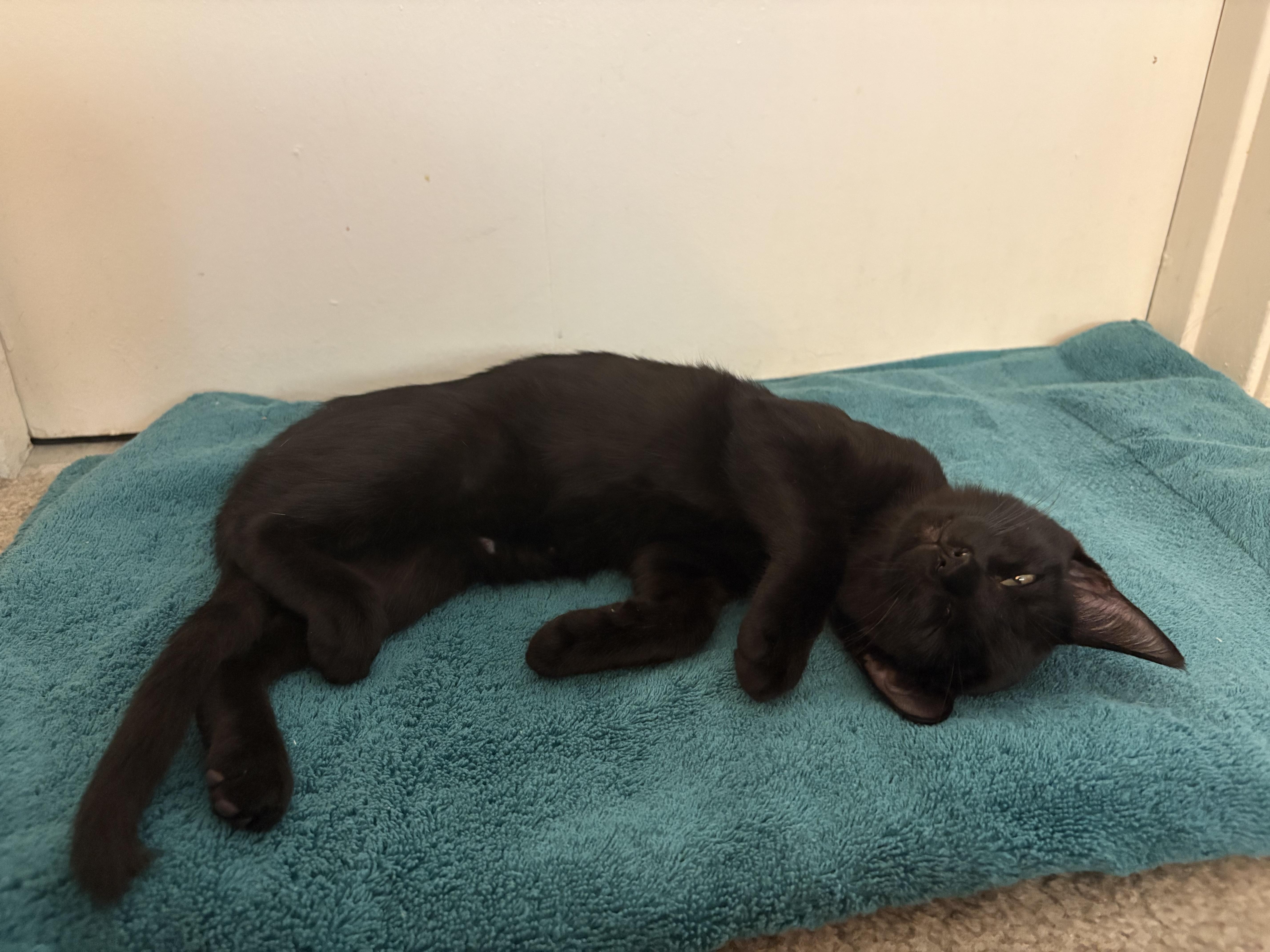 Soot, a Adoptable Domestic Short Hair in Davis, CA image 3/5