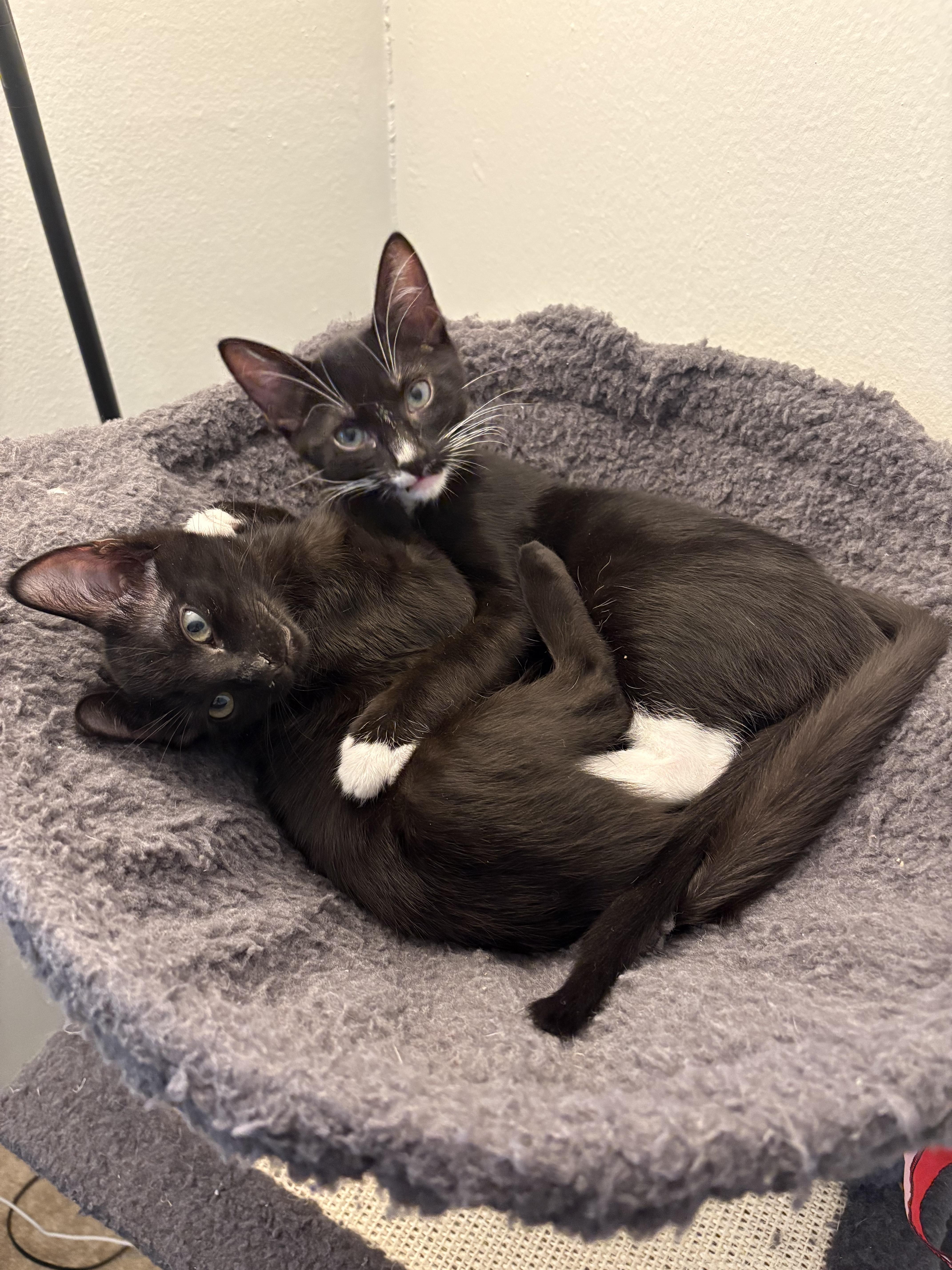 Soot, a Adoptable Domestic Short Hair in Davis, CA image 4/5