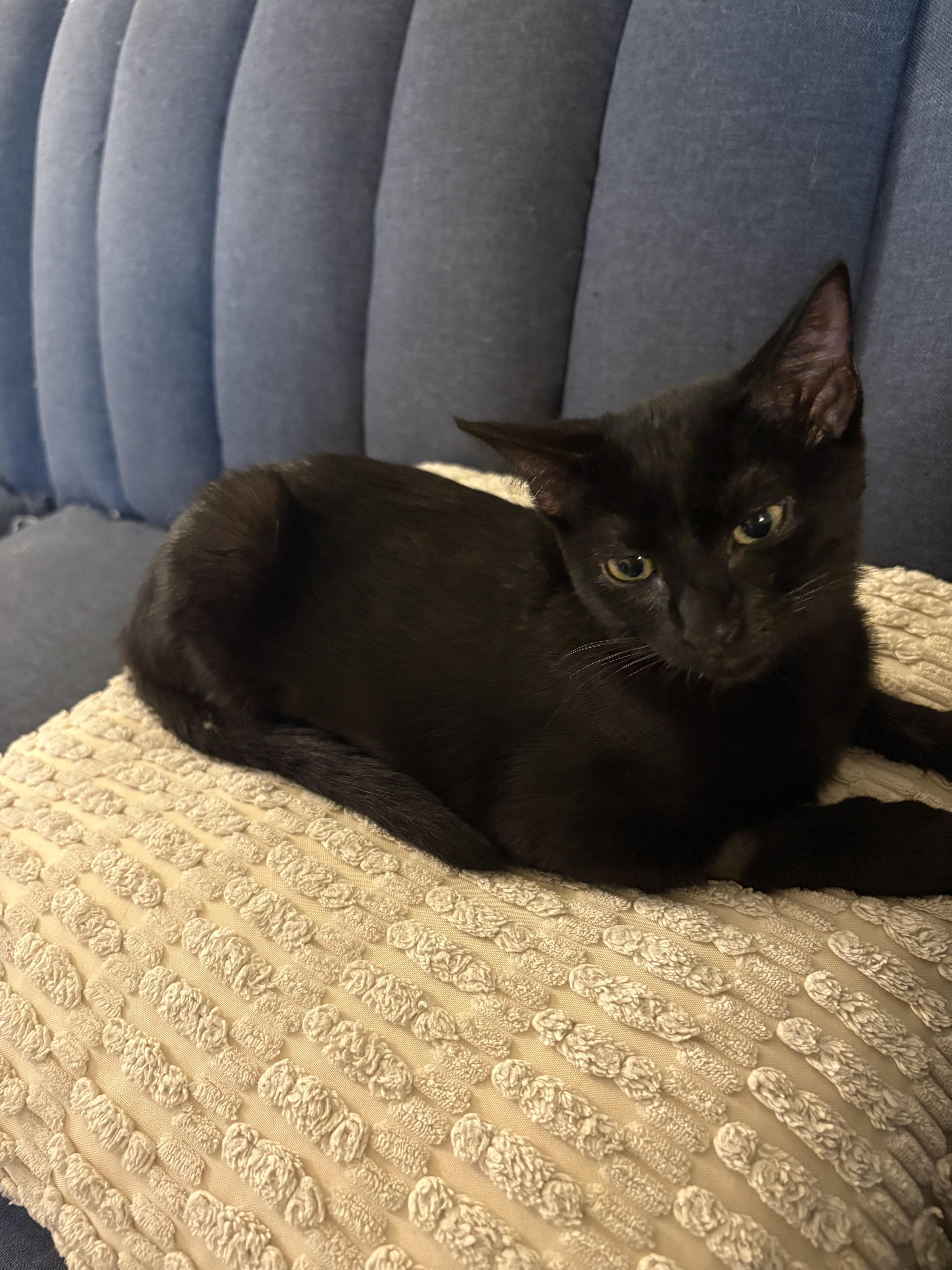 Soot, a Adoptable Domestic Short Hair in Davis, CA image 1/5