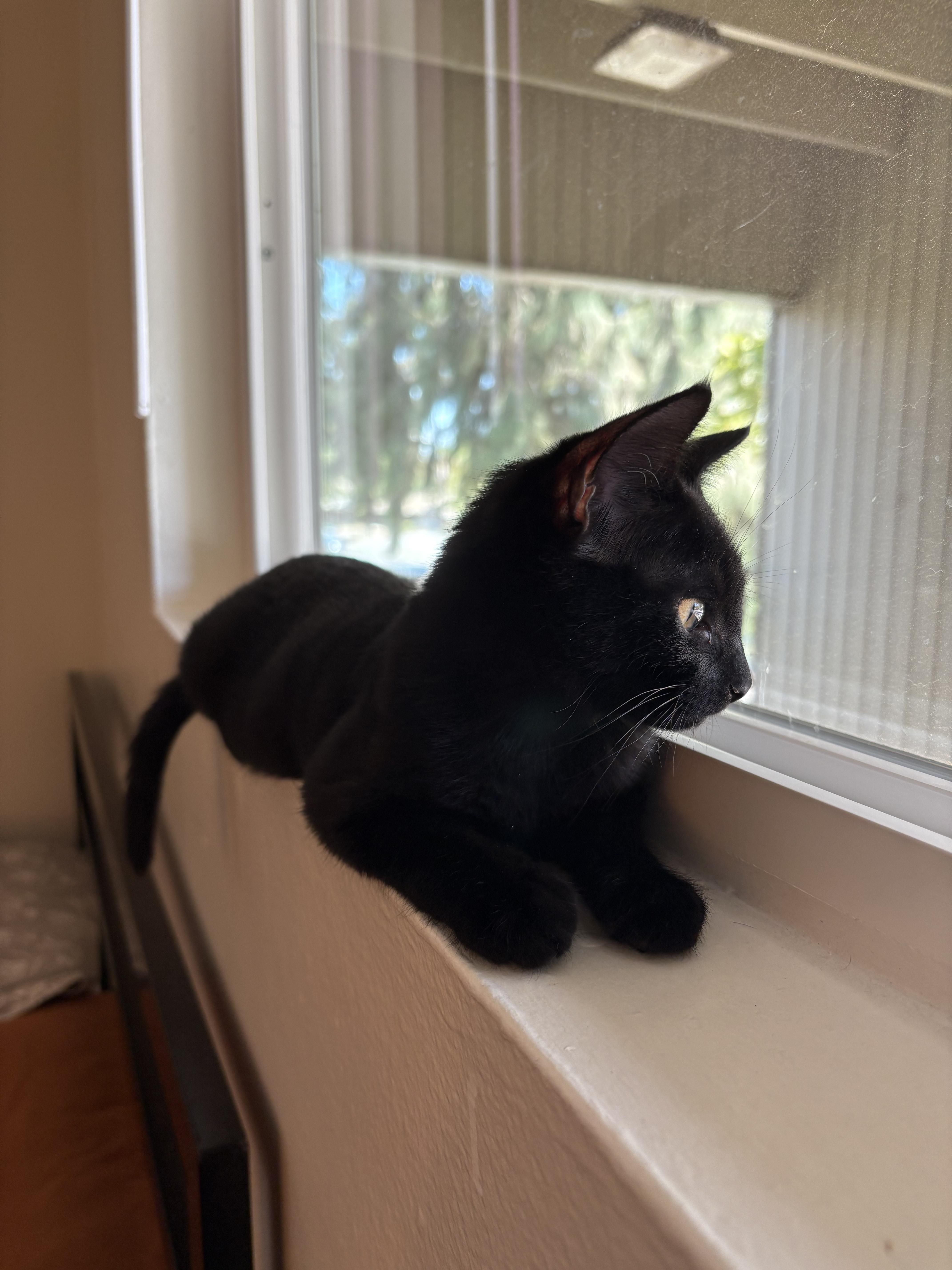 Soot, a Adoptable Domestic Short Hair in Davis, CA image 5/5