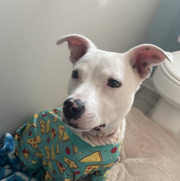 Toaster Strudel (20260128-02)