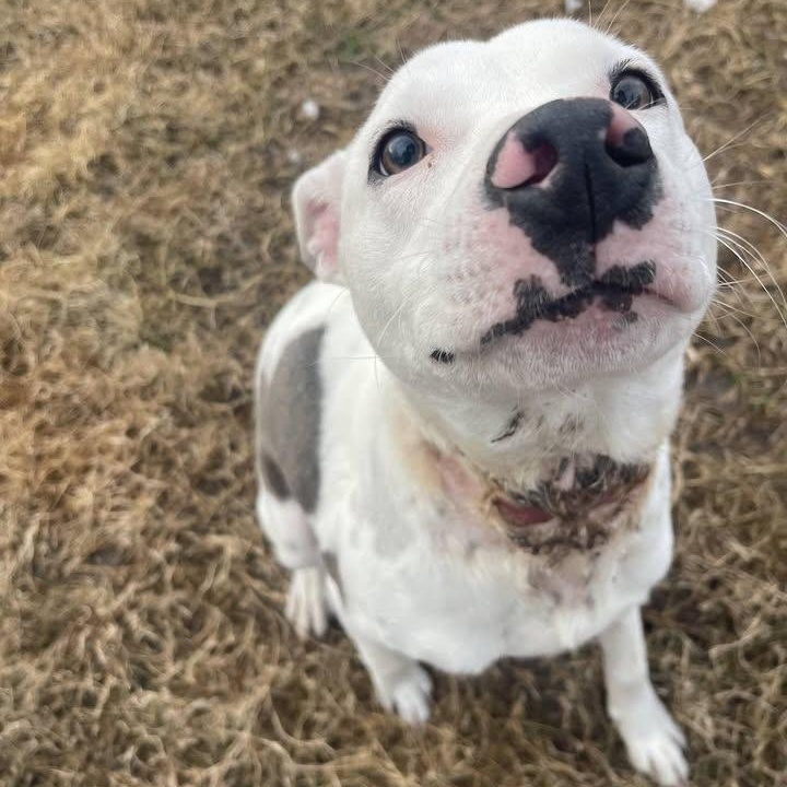 Toaster Strudel (20260128-02) — thumbnail 2