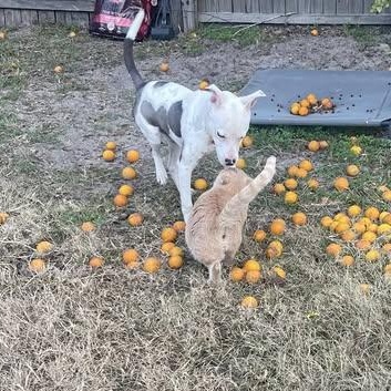 Toaster Strudel (20260128-02) — thumbnail 3