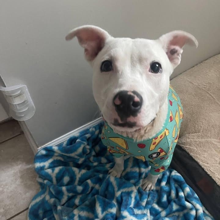 Toaster Strudel (20260128-02) — thumbnail 4