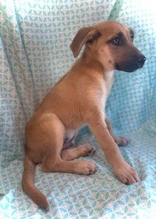 Camryn, Adoptable, Puppy Male Shepherd.