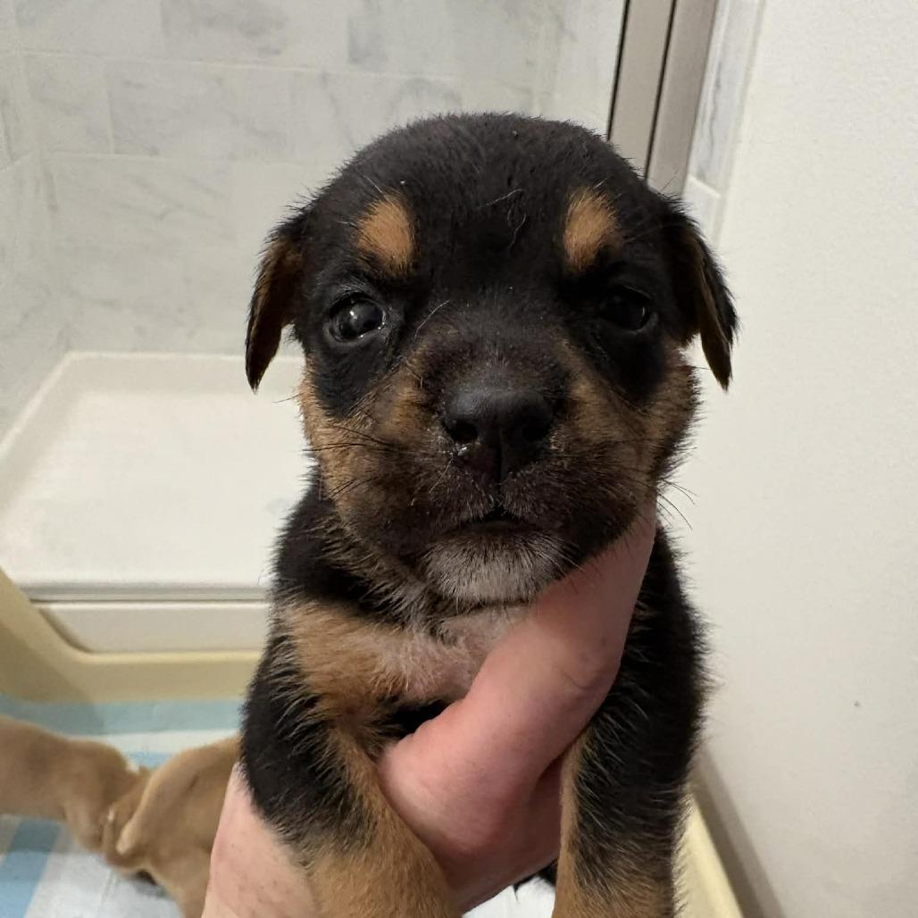 Brownie, Adoptable, Puppy Male American Bulldog & Mixed Breed.