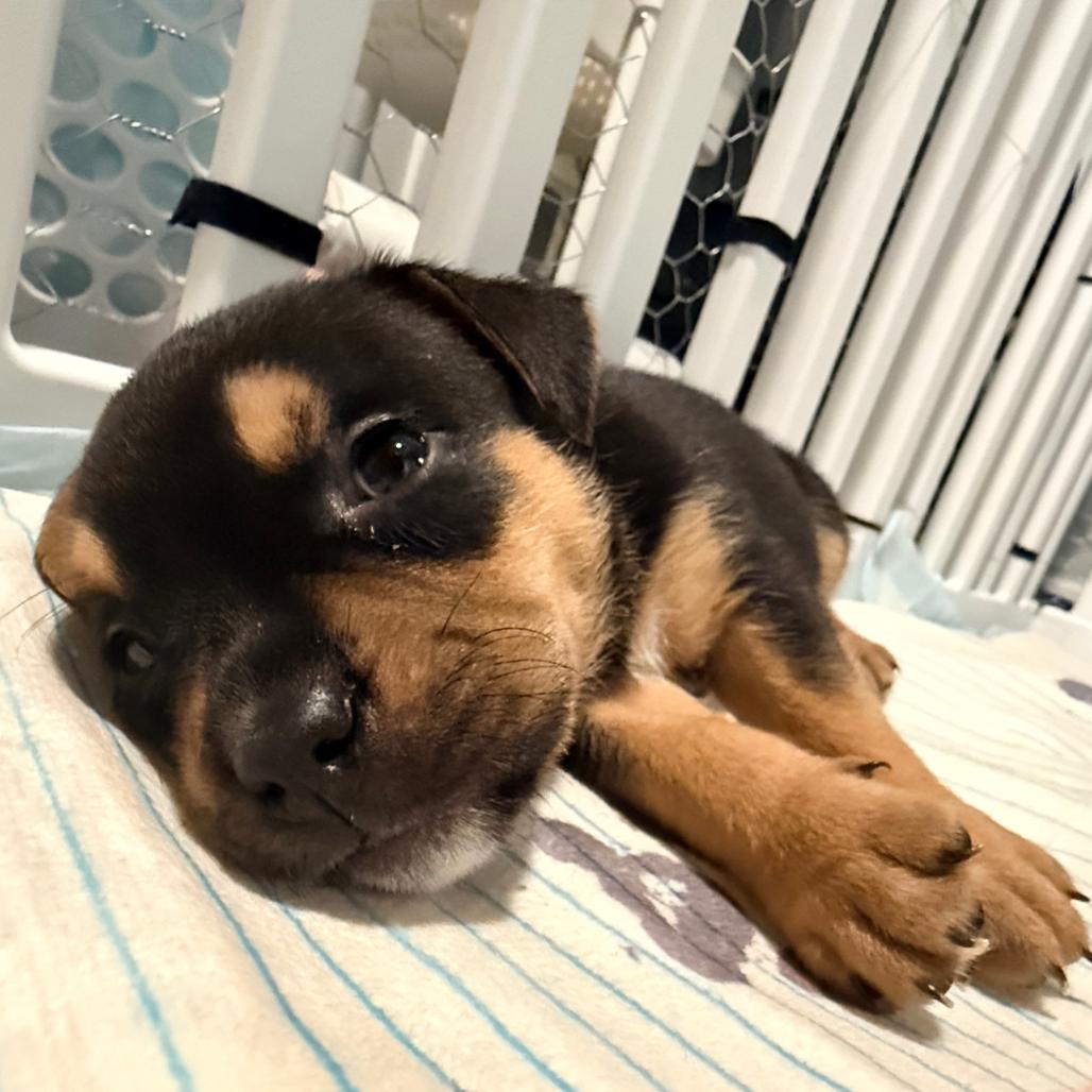 Enlarge Brownie, a Adoptable mixed breed in Grapevine, TX image 2/4