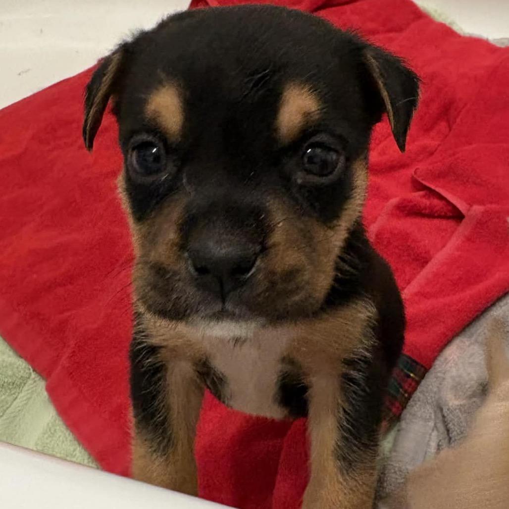 Enlarge Brownie, a Adoptable mixed breed in Grapevine, TX image 3/4