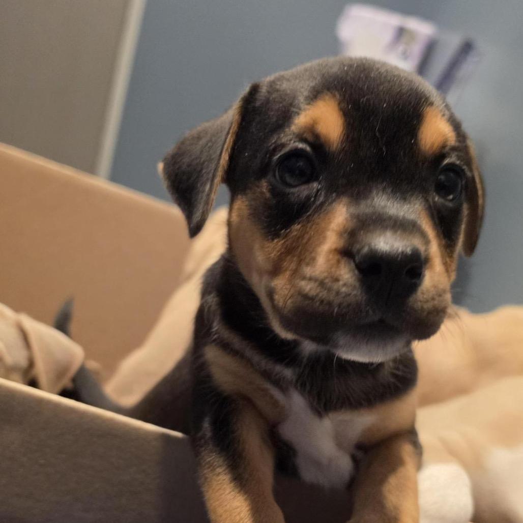 Enlarge Brownie, a Adoptable mixed breed in Grapevine, TX image 4/4