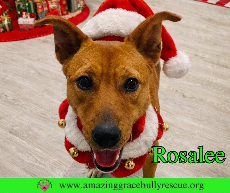 Rosalee, a Adoptable Chow Chow in Pensacola, FL image 1/3