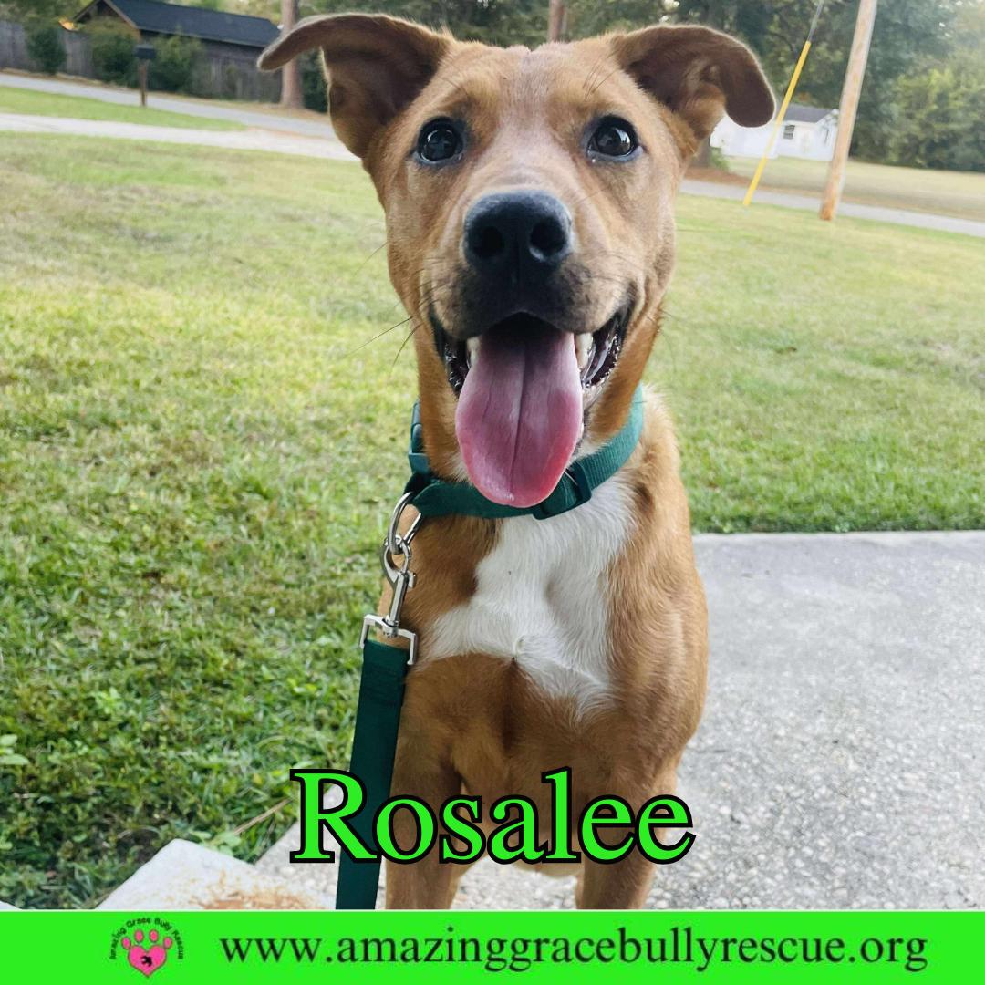 Rosalee, a Adoptable Chow Chow in Pensacola, FL image 1/3