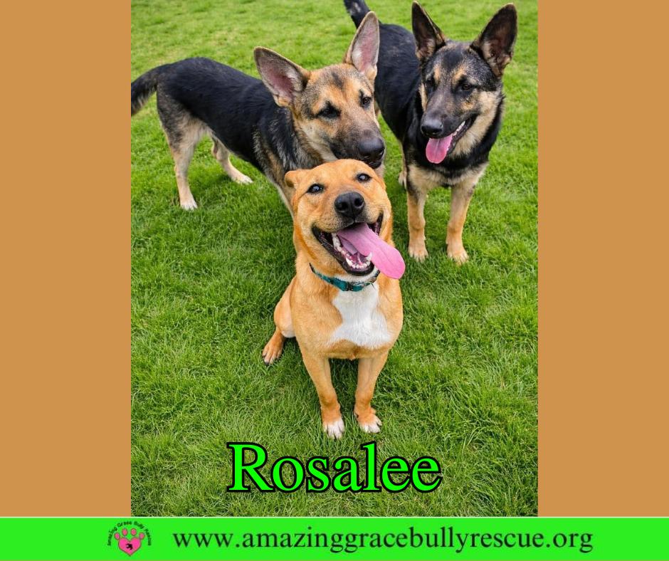 Enlarge Rosalee, a Adoptable Chow Chow in Pensacola, FL image 1/3