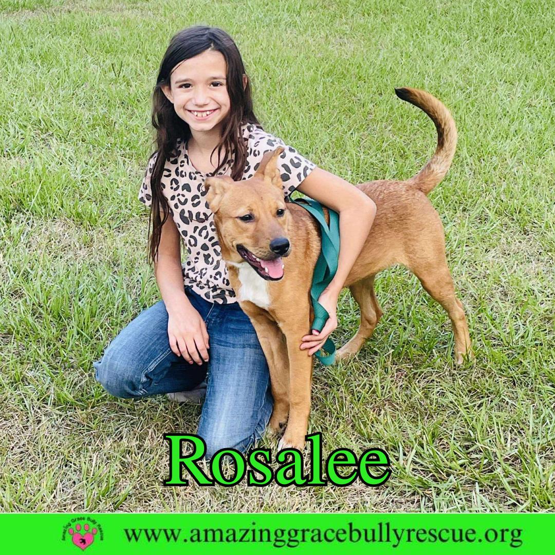 Rosalee, a Adoptable Chow Chow in Pensacola, FL image 2/3