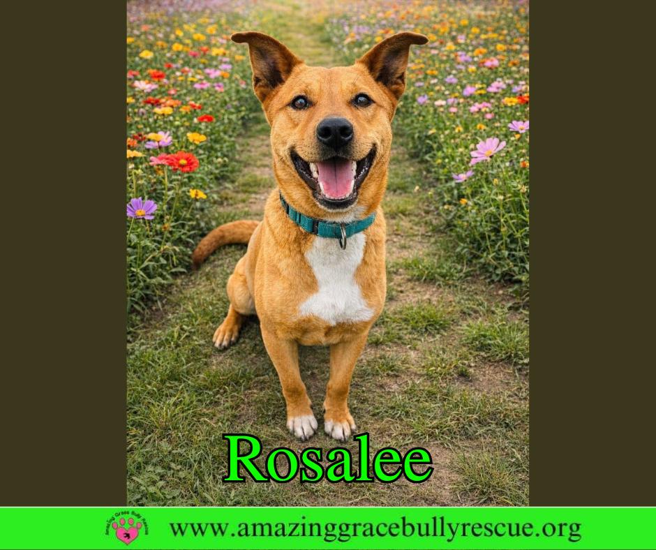 Enlarge Rosalee, a Adoptable Chow Chow in Pensacola, FL image 2/3