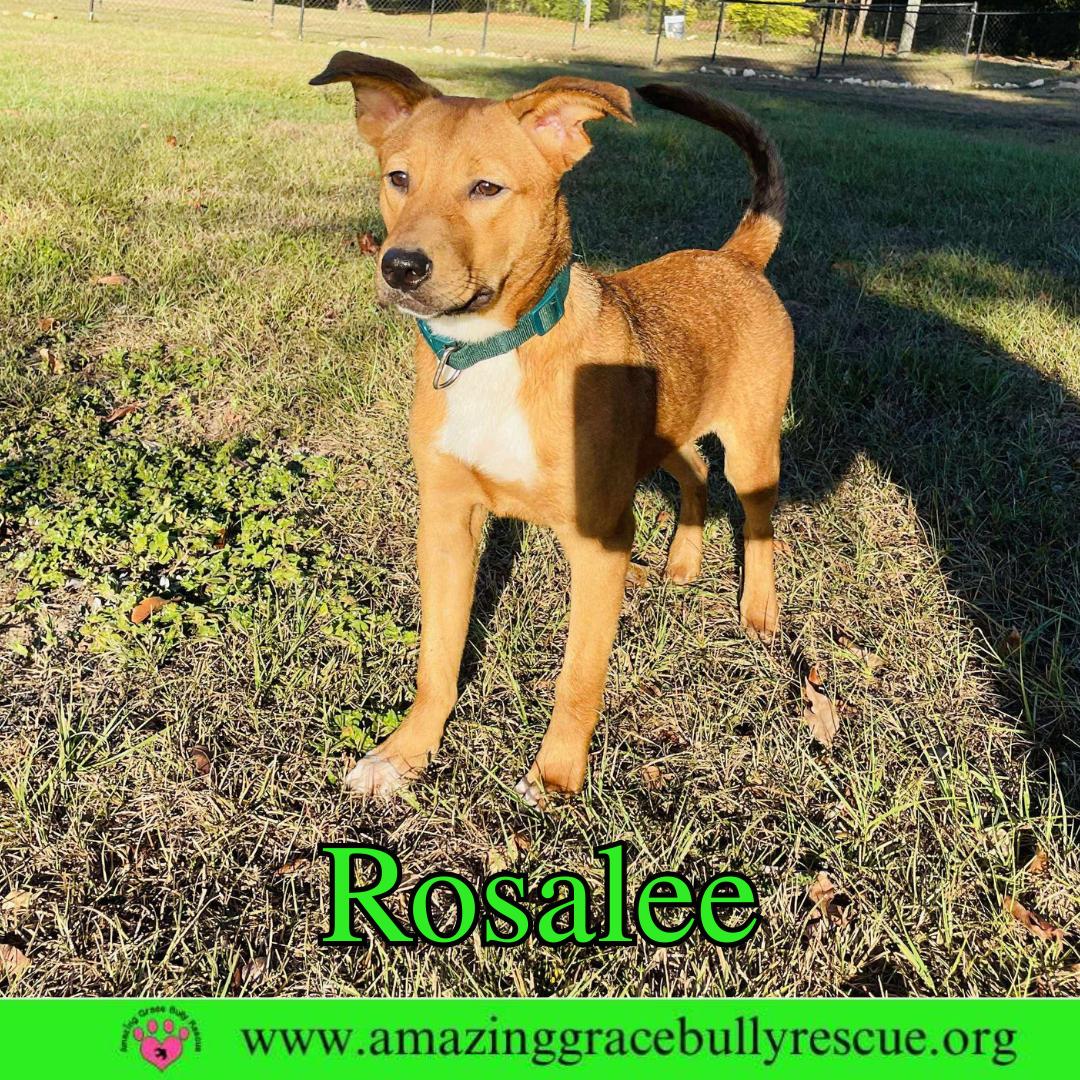 Rosalee, a Adoptable Chow Chow in Pensacola, FL image 3/3