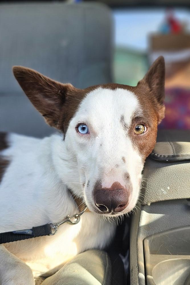 Dudley, Adoptable, Adult Male Border Collie.