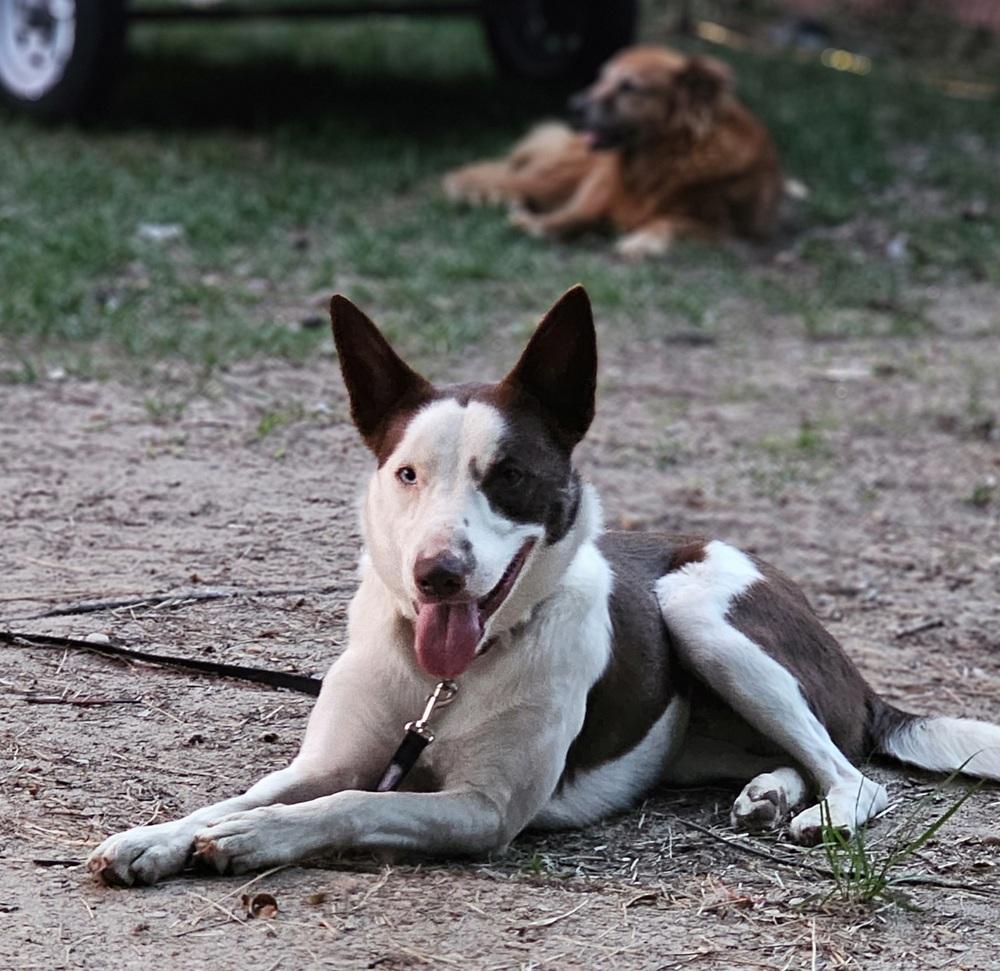 Enlarge Dudley, a Adoptable mixed breed in Nokomis, FL image 3/3
