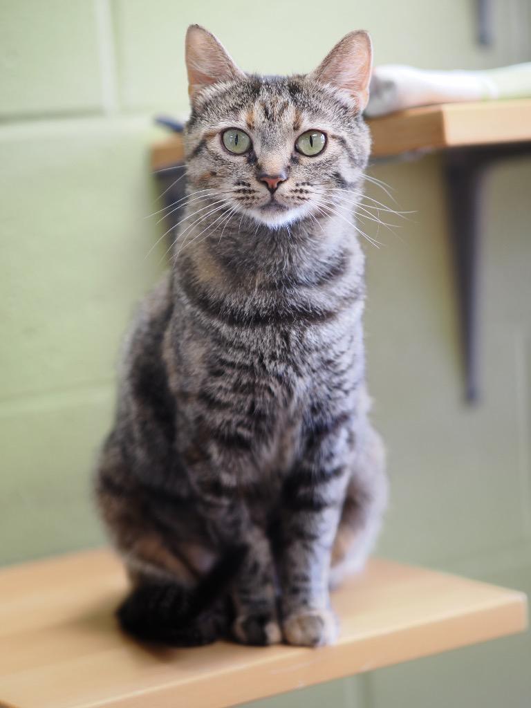 Track & Field, Adoptable, Young Female Domestic Short Hair.