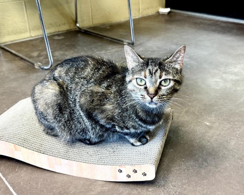 Track & Field, a Adoptable mixed breed in Cincinnati, OH image 2/6