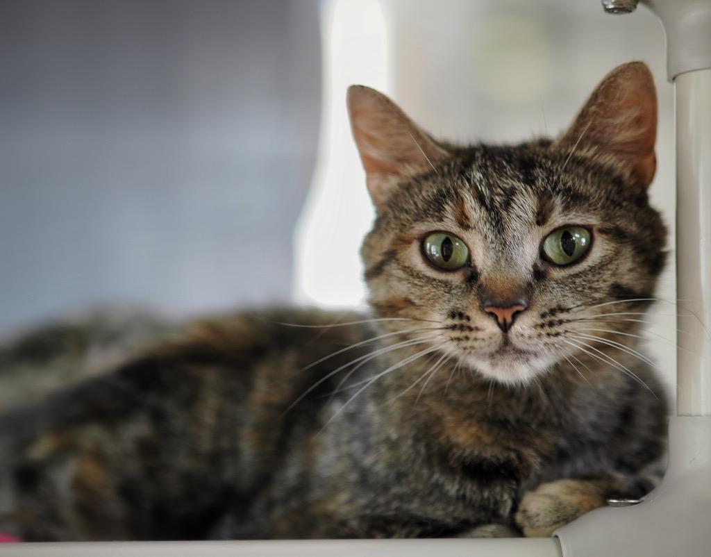 Track & Field, a Adoptable mixed breed in Cincinnati, OH image 3/6