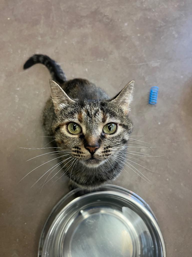 Track & Field, a Adoptable mixed breed in Cincinnati, OH image 4/6