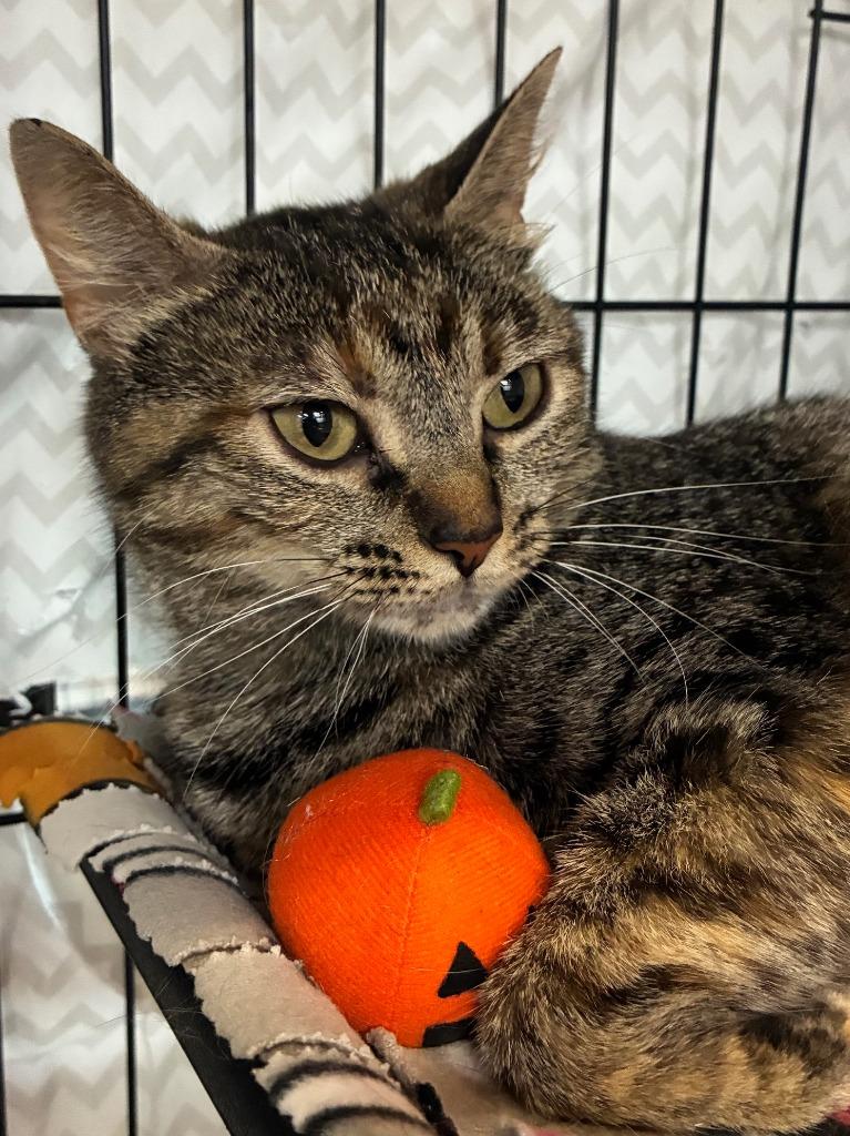 Track & Field, a Adoptable mixed breed in Cincinnati, OH image 6/6