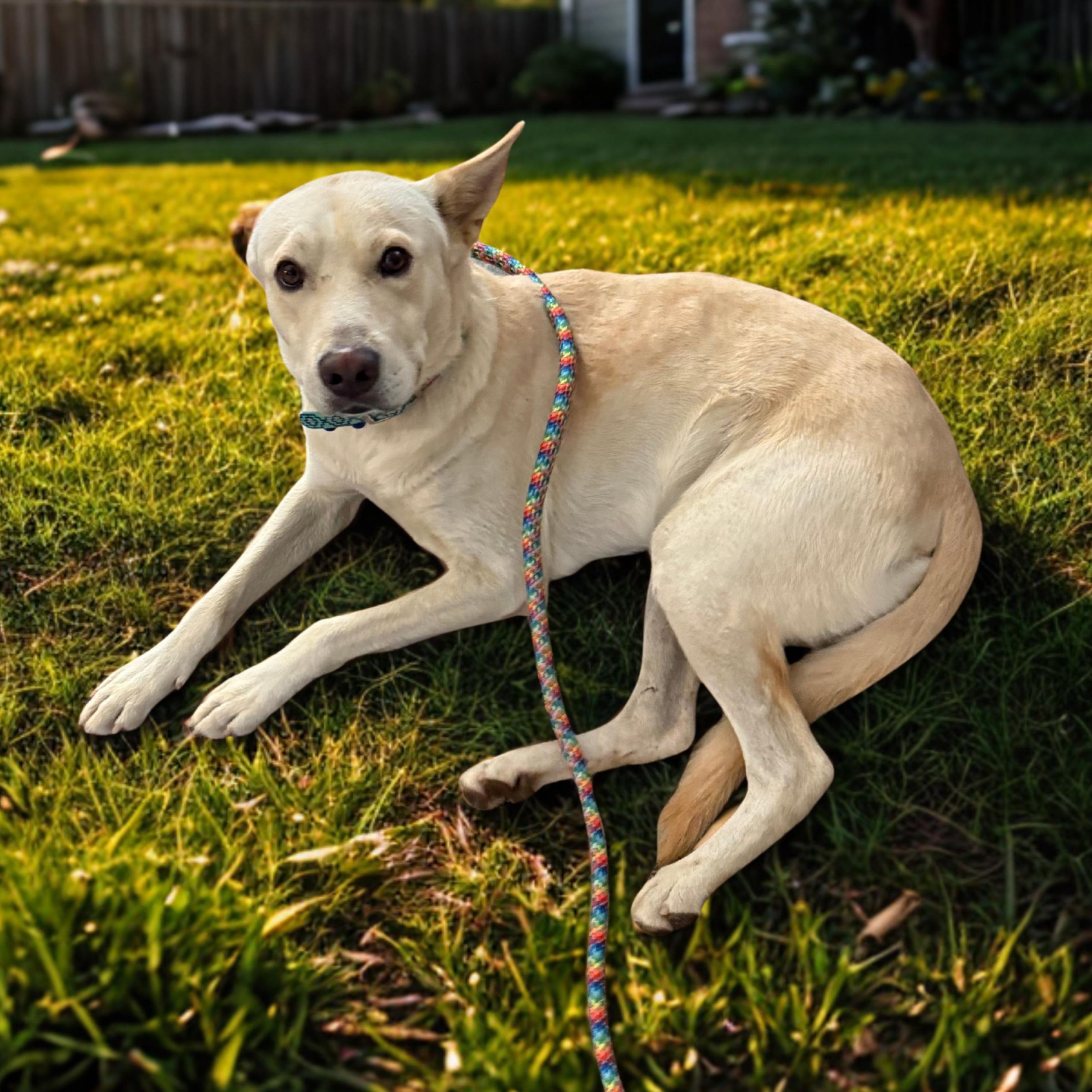 Enlarge Phoenix, a Adoptable mixed breed in Whittier, CA image 3/5