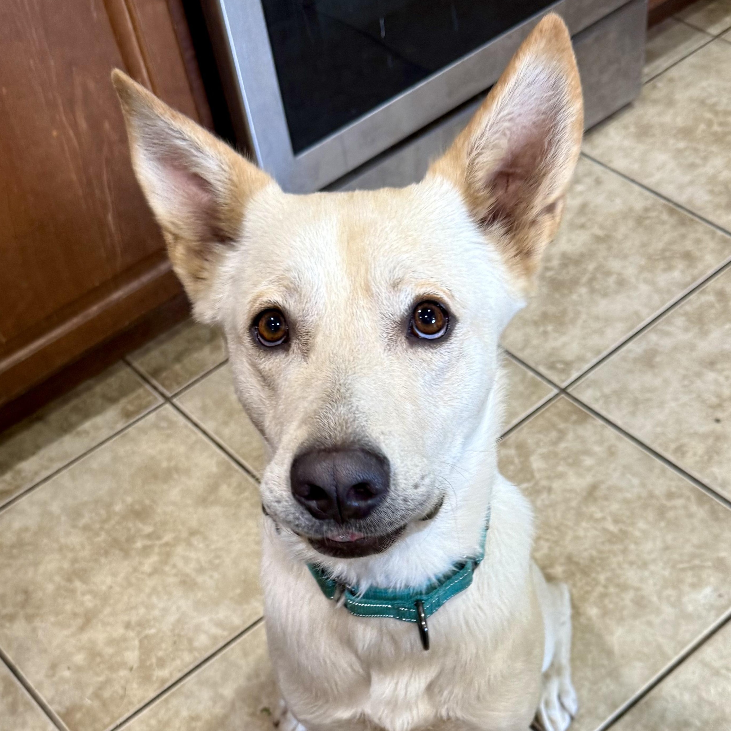 Phoenix, Adoptable, Young Male White German Shepherd & Labrador Retriever.