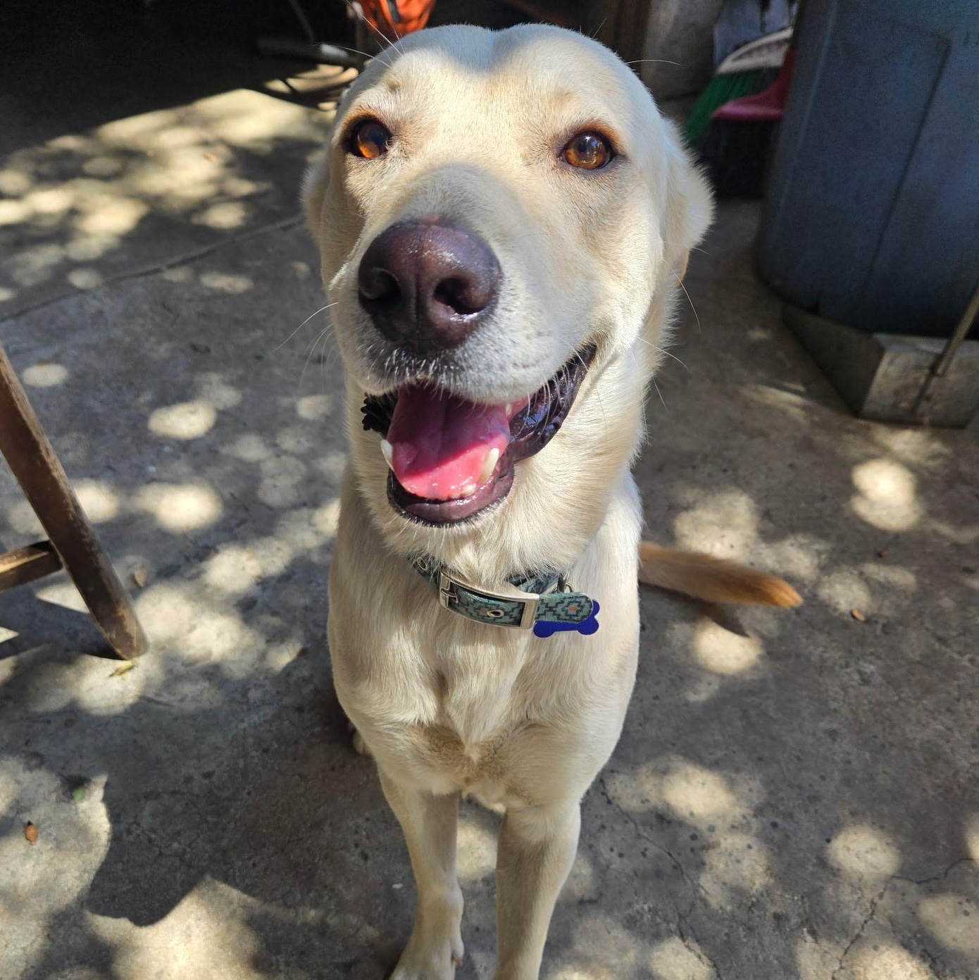 Enlarge Phoenix, a Adoptable mixed breed in Whittier, CA image 4/5