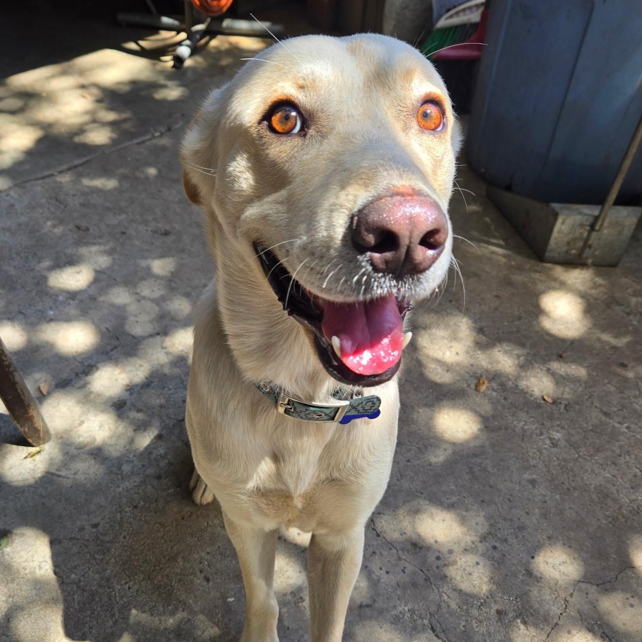 Enlarge Phoenix, a Adoptable mixed breed in Whittier, CA image 2/5