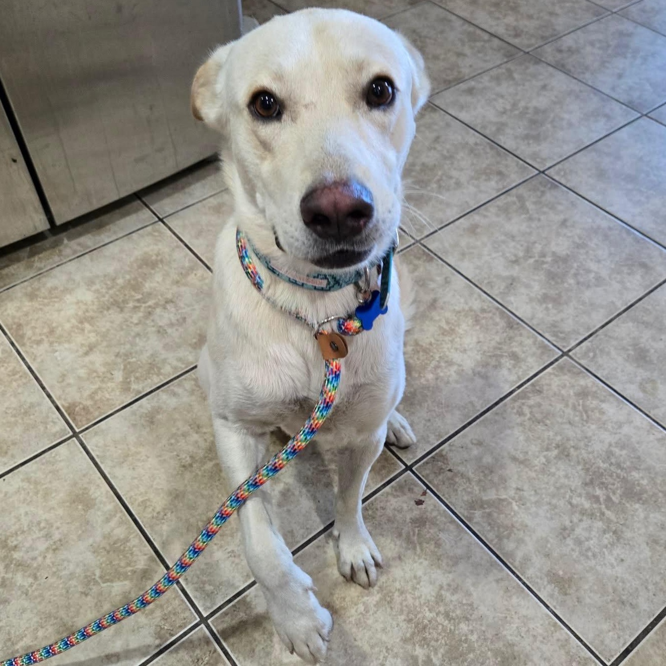 Enlarge Phoenix, a Adoptable mixed breed in Whittier, CA image 5/5