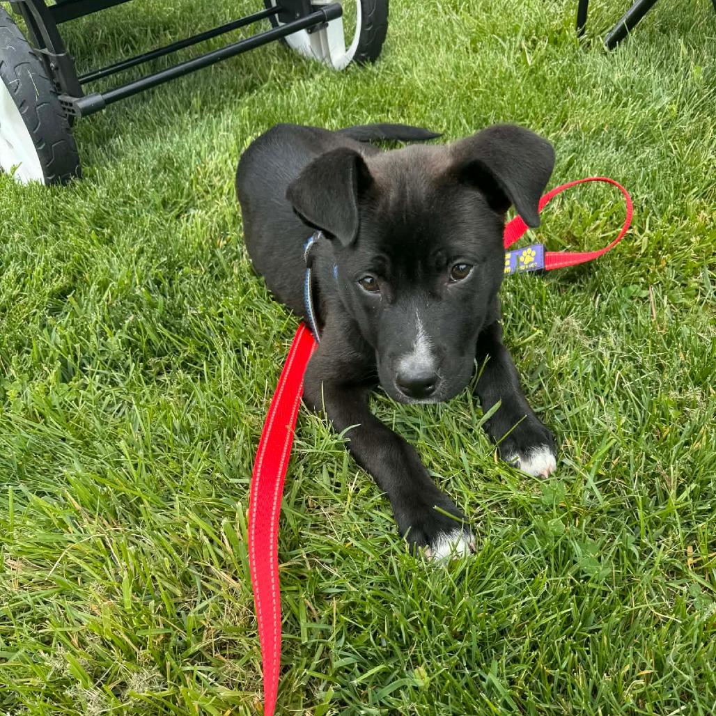 Hilda, a Adoptable mixed breed in Jarrettsville, MD image 1/6