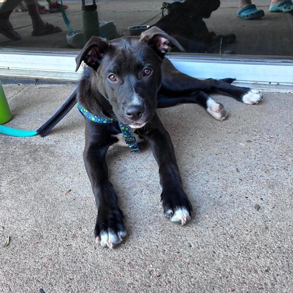 Hilda, Adoptable, Puppy Female Labrador Retriever & Mixed Breed.