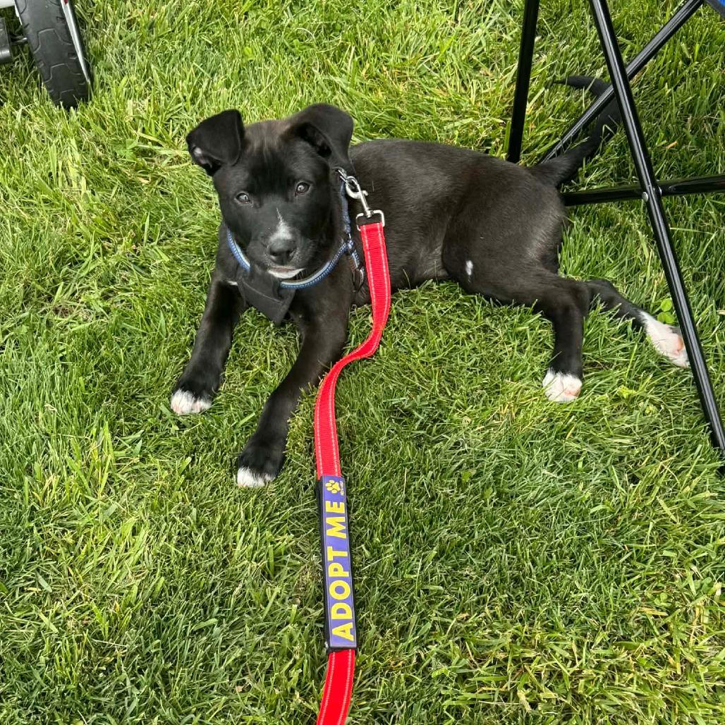 Hilda, a Adoptable mixed breed in Jarrettsville, MD image 2/6