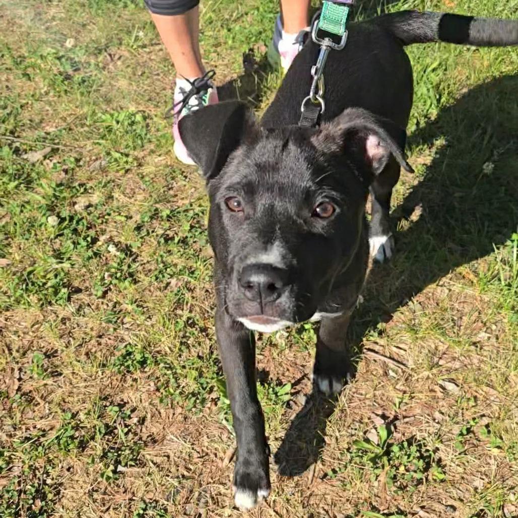 Hilda, a Adoptable mixed breed in Jarrettsville, MD image 3/6