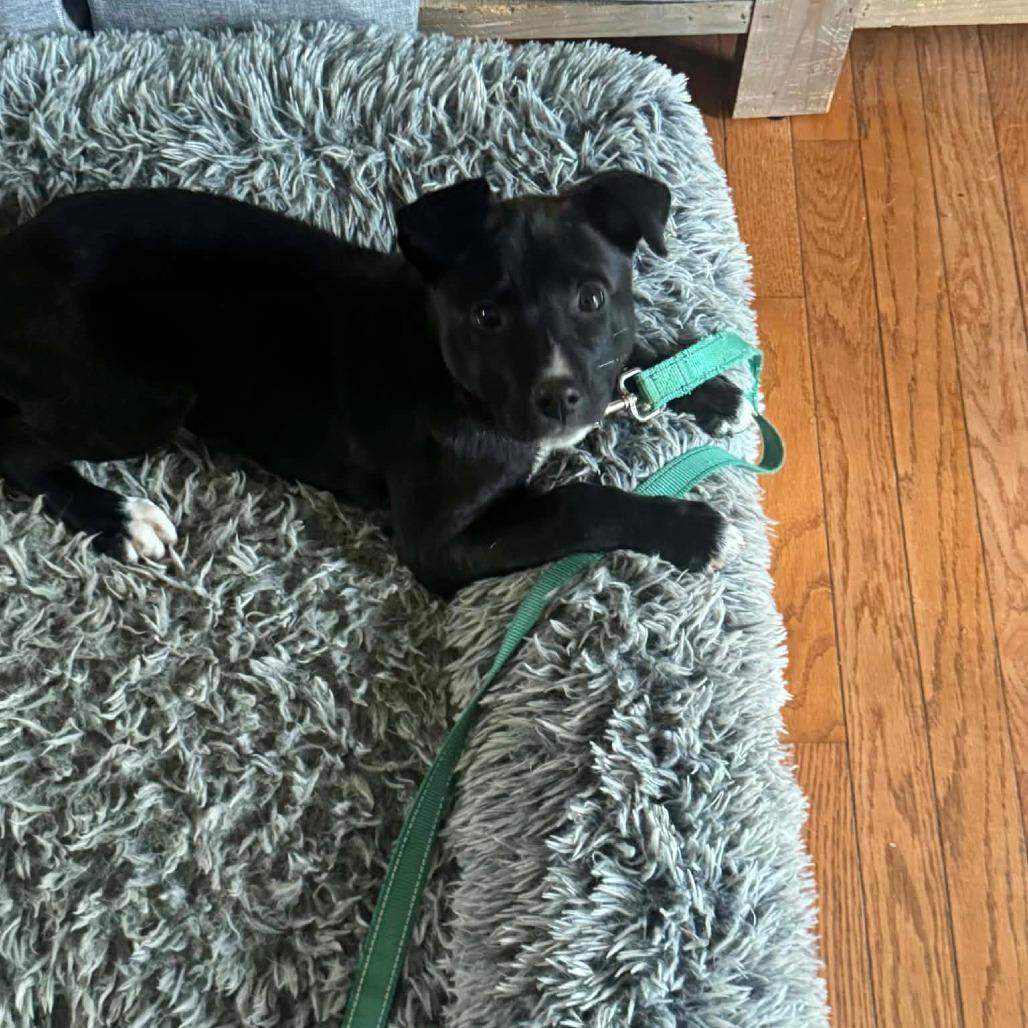 Hilda, a Adoptable mixed breed in Jarrettsville, MD image 5/6