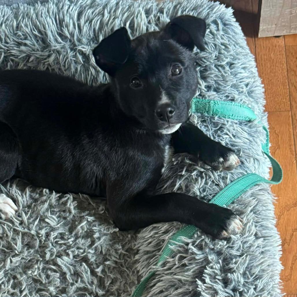 Hilda, a Adoptable mixed breed in Jarrettsville, MD image 6/6