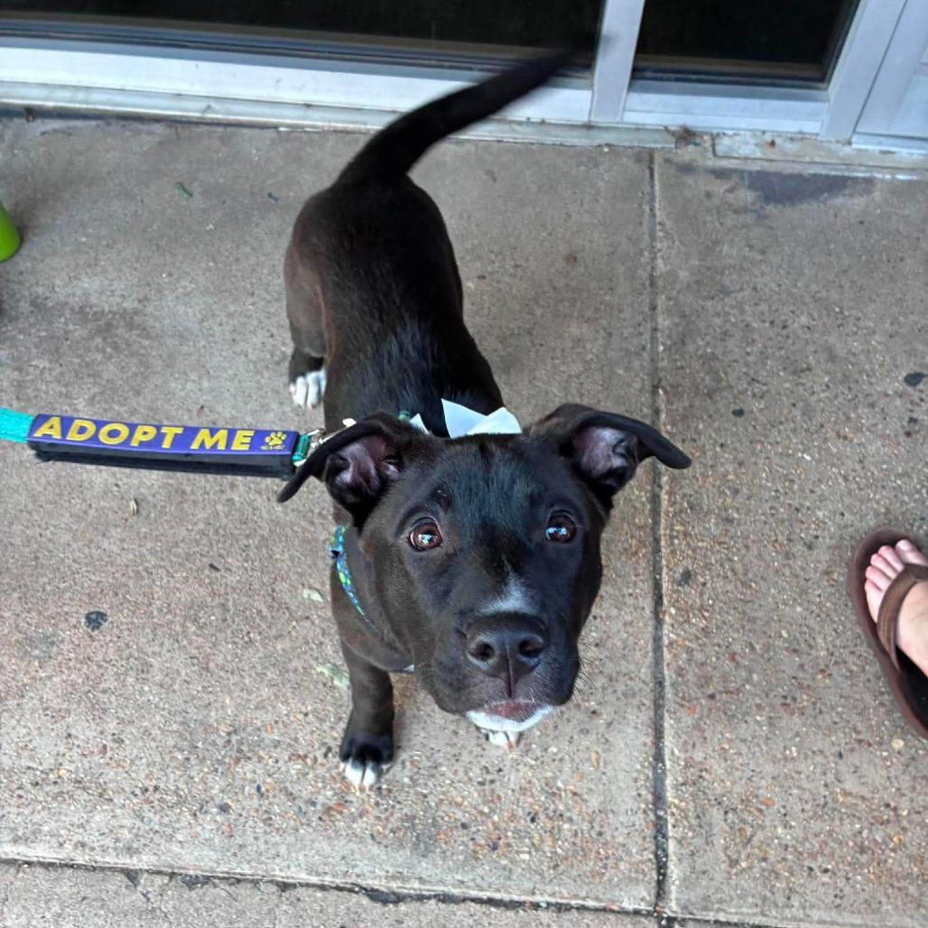 Enlarge Hilda, a Adoptable mixed breed in Jarrettsville, MD image 2/5