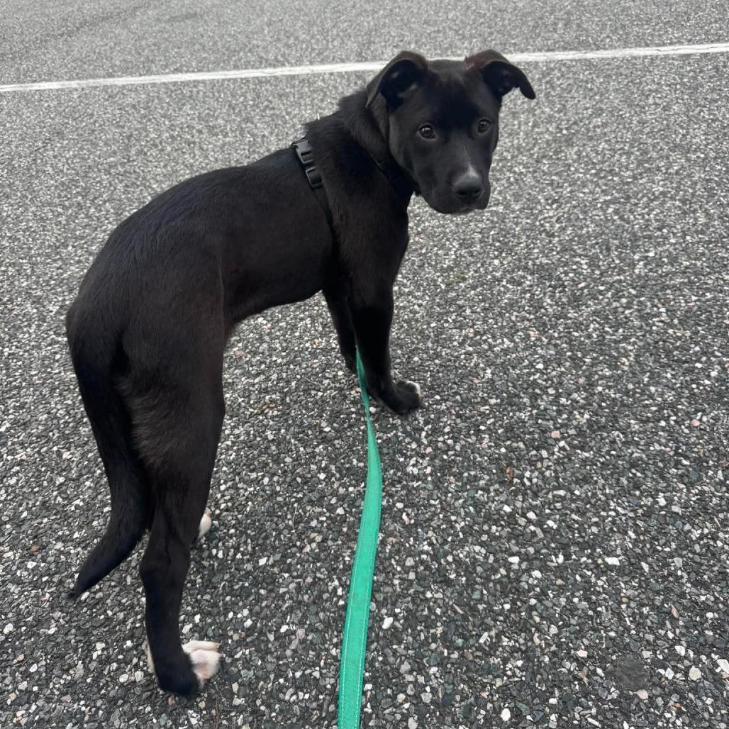 Enlarge Hilda, a Adoptable mixed breed in Jarrettsville, MD image 3/5