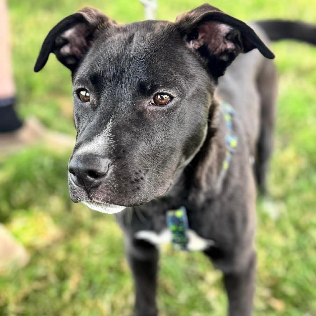 Enlarge Hilda, a Adoptable mixed breed in Jarrettsville, MD image 4/5