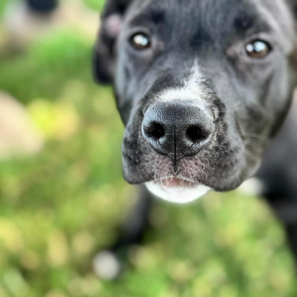 Enlarge Hilda, a Adoptable mixed breed in Jarrettsville, MD image 5/5