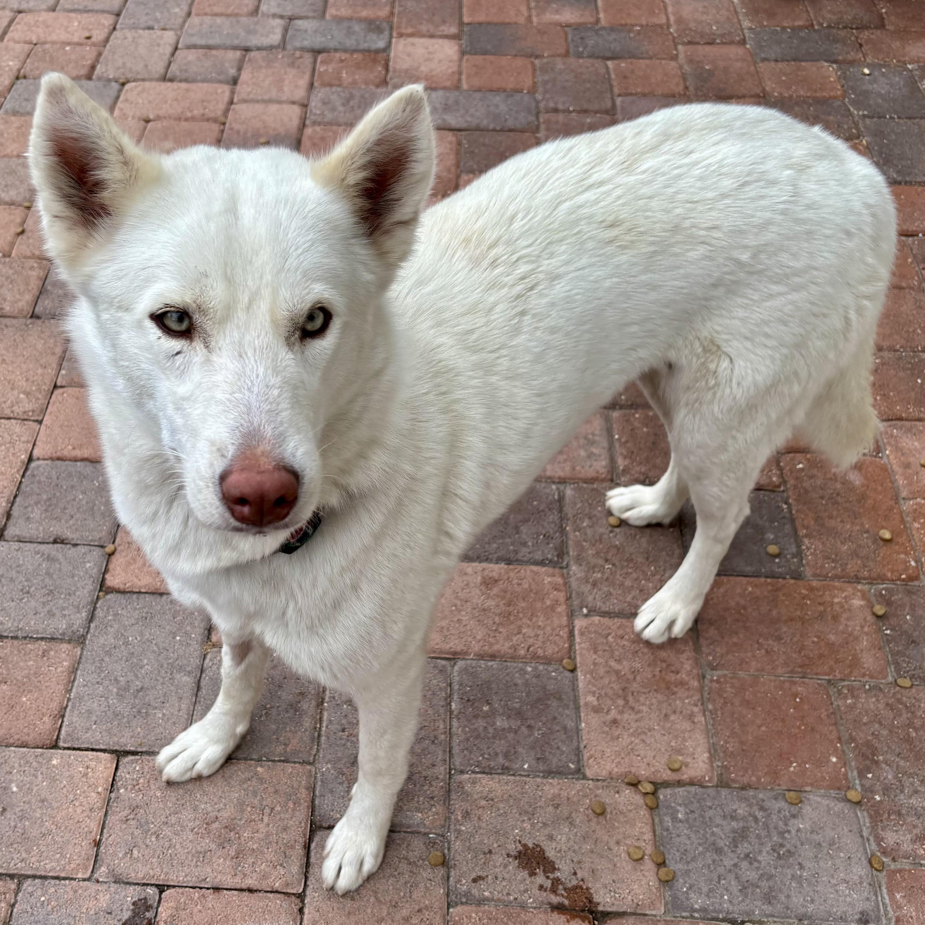 Snow White, Adoptable, Young Female Siberian Husky & Alaskan Malamute.