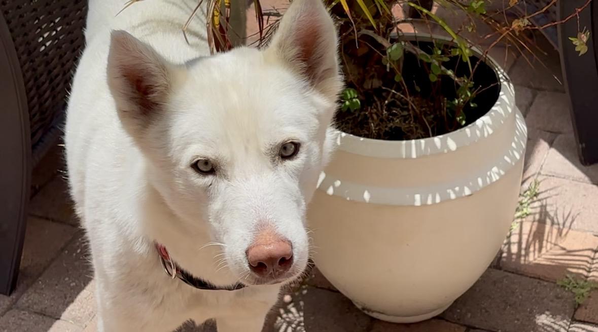 Snow White, an adopted mixed breed in Torrance, CA image 2/6