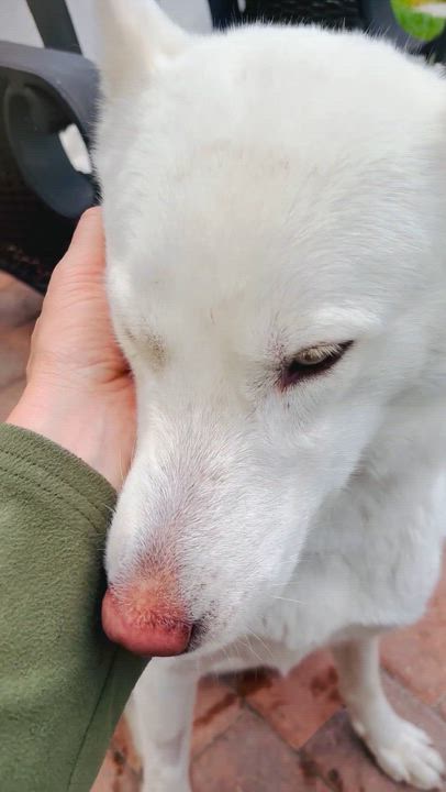 Enlarge Snow White, an adopted mixed breed in Torrance, CA video 3/6