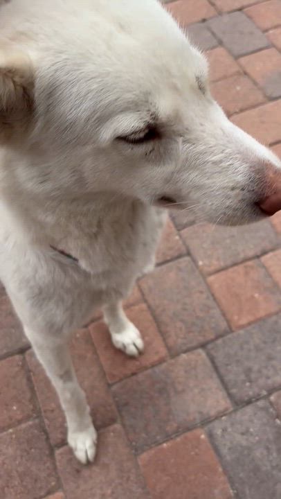 Enlarge Snow White, a Adoptable mixed breed in Torrance, CA video 5/6