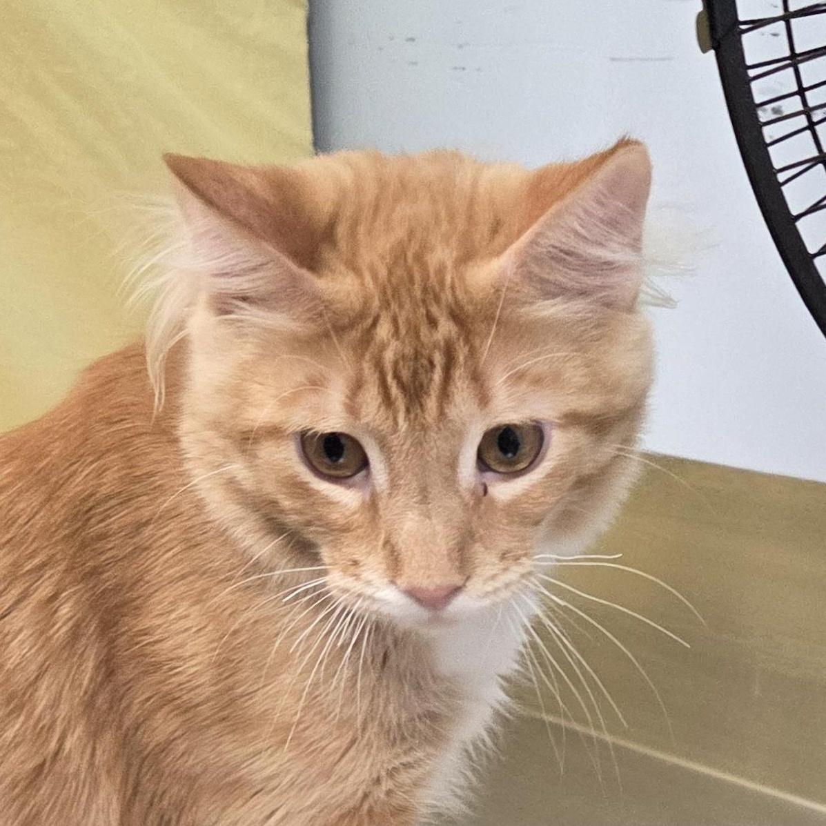 Enlarge Lucas, a Adoptable Domestic Short Hair in Brooks, AB image 1/2